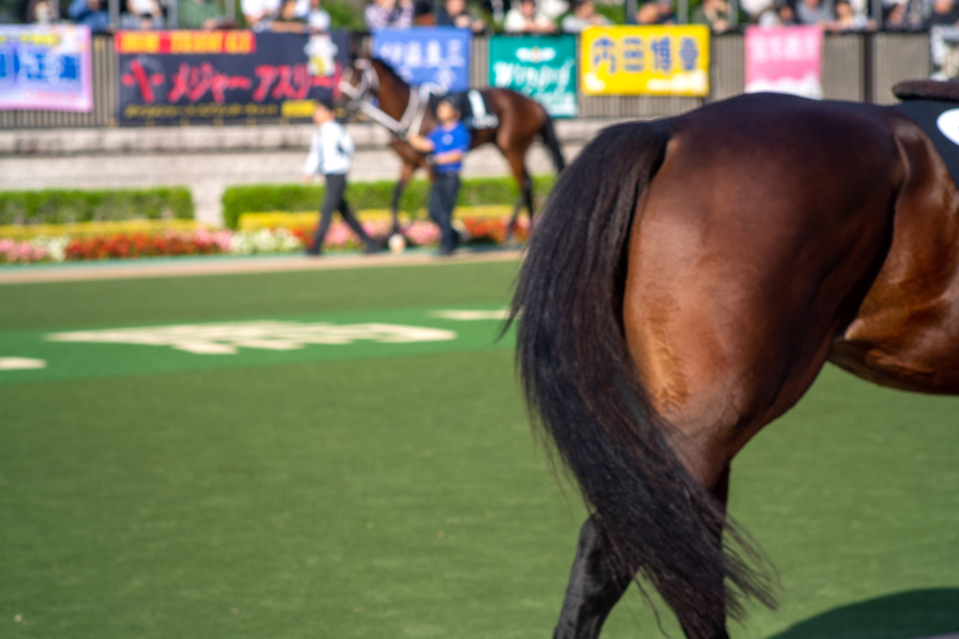 【パドックの見方をマスター】競走馬の状態を見抜くポイントを徹底解説！