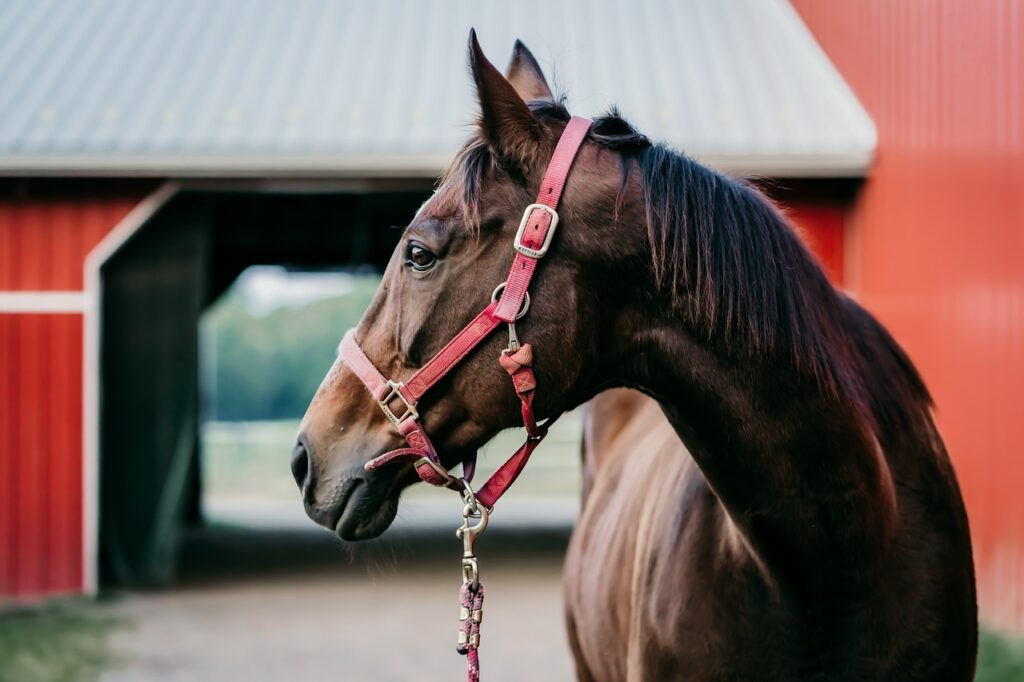 競馬の斤量と馬体重の関係