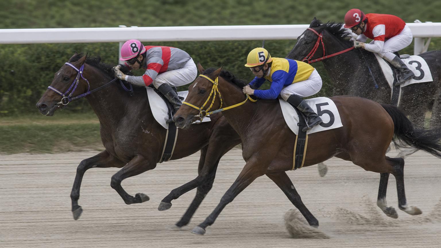 浦和競馬場をイメージした砂のコースで、内ラチ沿いを2頭がほぼ並んで走っている。どちらか一方が有利に見えることはない