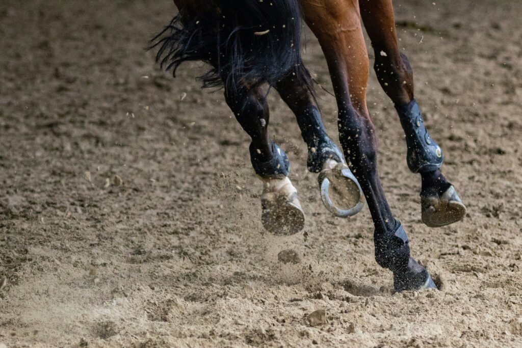 パドックとはレース直前の競走馬の様子を観察できる場所